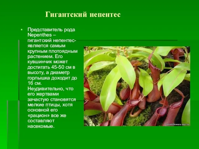 Гигантский непентес Представитель рода Nepenthes – гигантский непентес- является самым крупным плотоядным