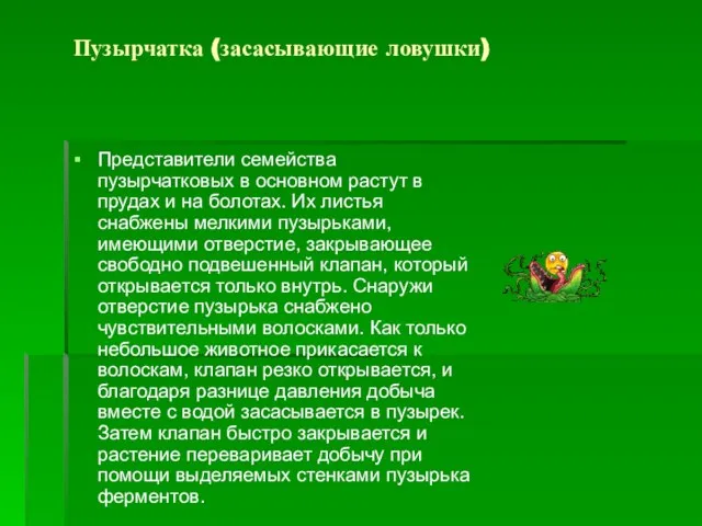 Пузырчатка (засасывающие ловушки) Представители семейства пузырчатковых в основном растут в прудах и