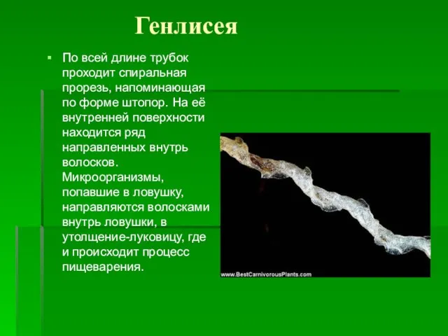 Генлисея По всей длине трубок проходит спиральная прорезь, напоминающая по форме штопор.