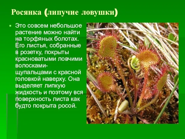 Росянка (липучие ловушки) Это совсем небольшое растение можно найти на торфяных болотах.