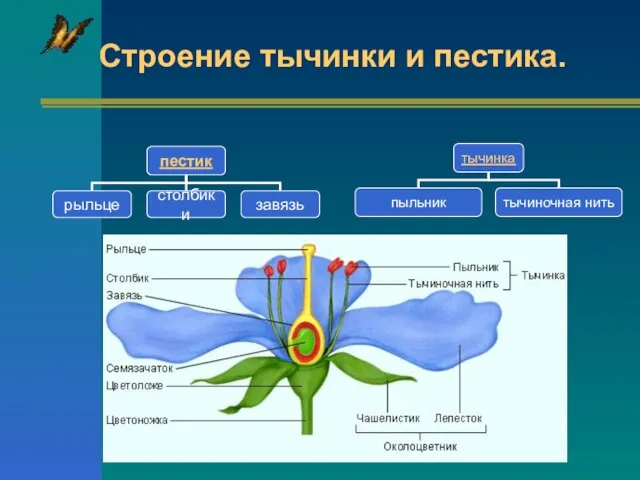 Строение тычинки и пестика.