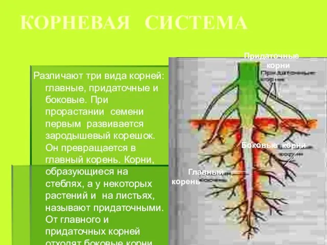 КОРНЕВАЯ СИСТЕМА Различают три вида корней: главные, придаточные и боковые. При прорастании