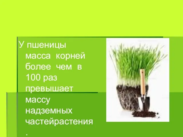 У пшеницы масса корней более чем в 100 раз превышает массу надземных частейрастения.