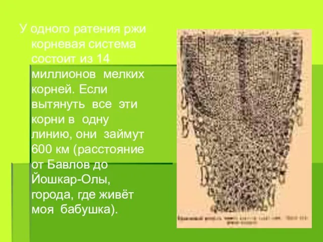 У одного ратения ржи корневая система состоит из 14 миллионов мелких корней.