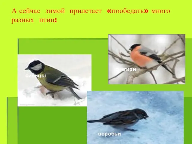 А сейчас зимой прилетает «пообедать» много разных птиц: синицы воробьи снегири