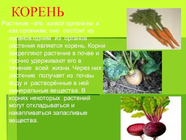 КОРЕНЬ Растение –это живой организм и как организм, оно состоит из органов.одним