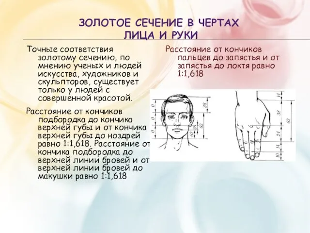 ЗОЛОТОЕ СЕЧЕНИЕ В ЧЕРТАХ ЛИЦА И РУКИ Точные соответствия золотому сечению, по