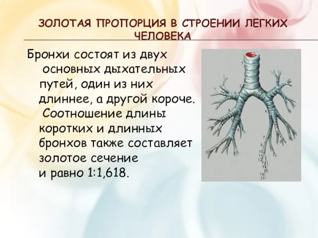 ЗОЛОТАЯ ПРОПОРЦИЯ В СТРОЕНИИ ЛЕГКИХ ЧЕЛОВЕКА Бронхи состоят из двух основных дыхательных