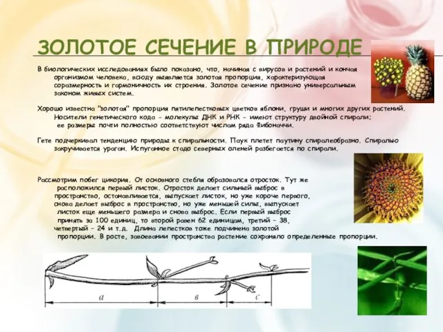 ЗОЛОТОЕ СЕЧЕНИЕ В ПРИРОДЕ В биологических исследованиях было показано, что, начиная с