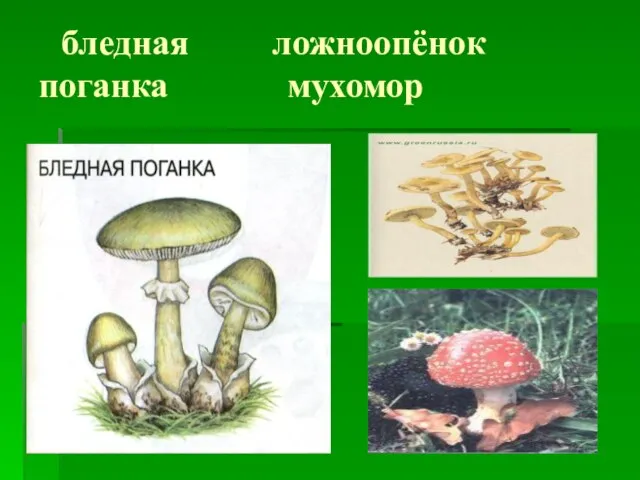 бледная ложноопёнок поганка мухомор