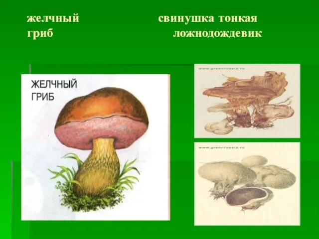 желчный свинушка тонкая гриб ложнодождевик