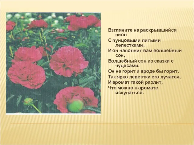 Взгляните на раскрывшийся пион С пунцовыми литыми лепестками, И он наполнит вам