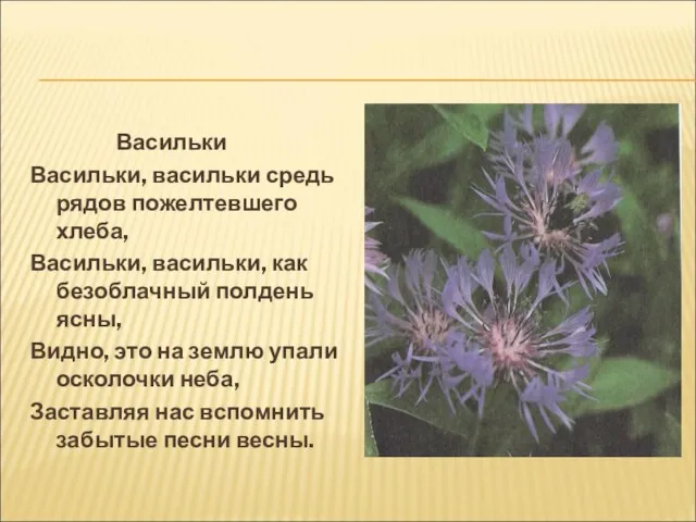 Васильки Васильки, васильки средь рядов пожелтевшего хлеба, Васильки, васильки, как безоблачный полдень