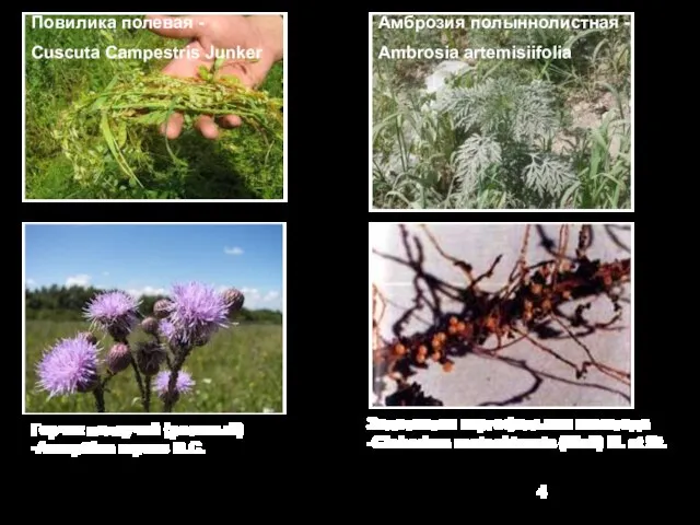 Амброзия полыннолистная - Ambrosia artemisiifolia Золотистая картофельная нематода -Globodera rostochiensis (Woll) M.