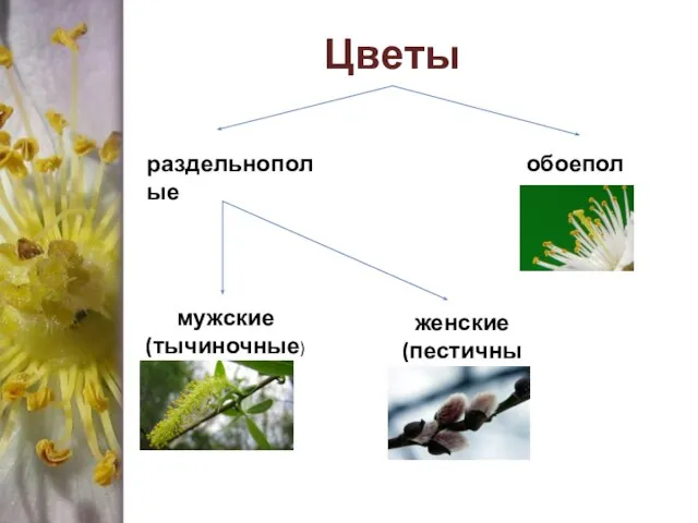 Цветы раздельнополые обоеполые мужские (тычиночные) женские (пестичные)