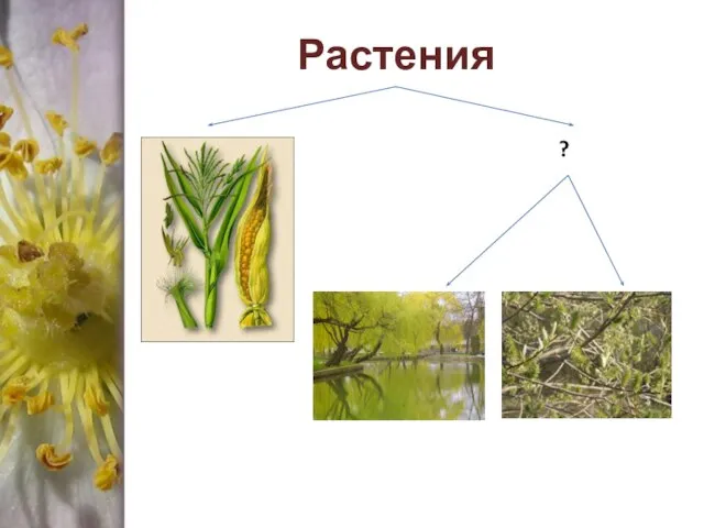 Растения ?