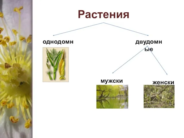 Растения однодомные двудомные мужские женские