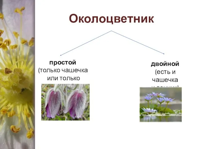 Околоцветник простой (только чашечка или только венчик) двойной (есть и чашечка и венчик)