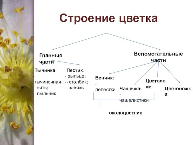 Строение цветка Главные части Вспомогательные части Тычинка: тычиночная нить; - пыльник Пестик: