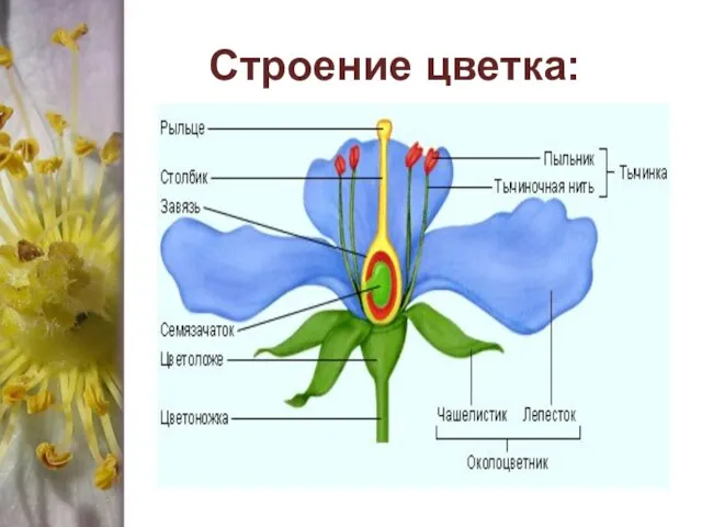 Строение цветка: