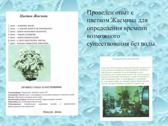 Проведен опыт с цветком Жасмина для определения времени возможного существования без воды.