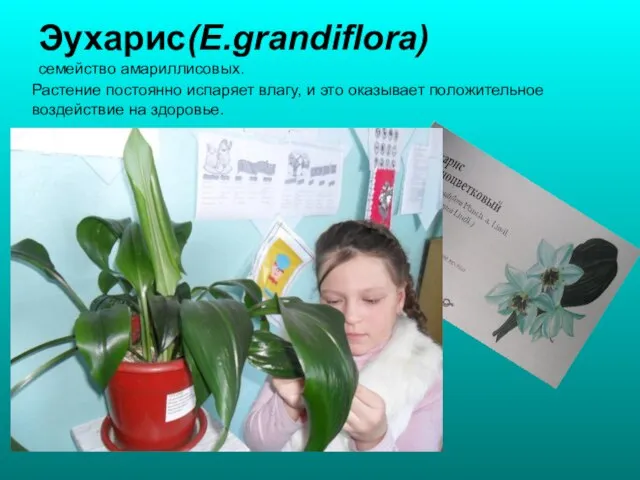 Эухарис(Е.grandiflora) семейство амариллисовых. Растение постоянно испаряет влагу, и это оказывает положительное воздействие на здоровье.