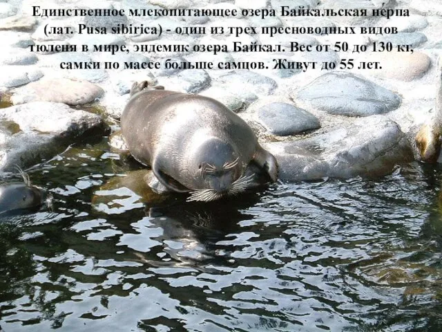 Единственное млекопитающее озера Байка́льская не́рпа (лат. Pusa sibirica) - один из трех