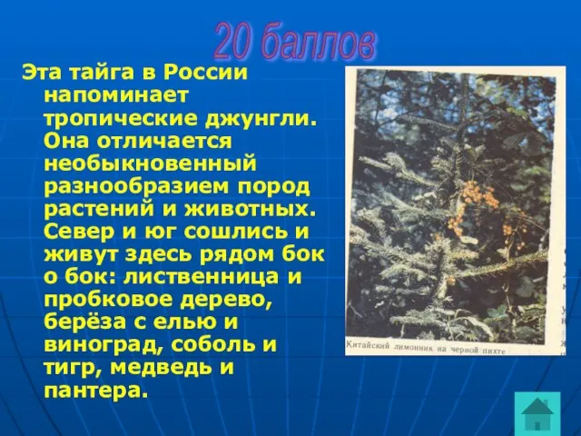 Эта тайга в России напоминает тропические джунгли. Она отличается необыкновенный разнообразием пород