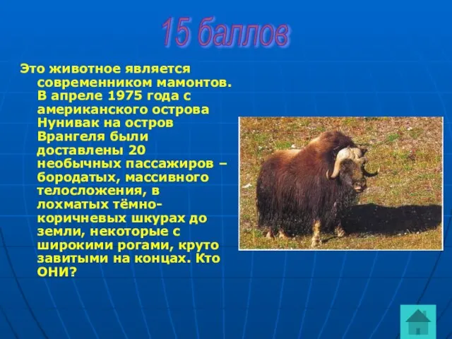 Это животное является современником мамонтов. В апреле 1975 года с американского острова