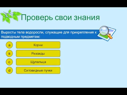 Проверь свои знания Выросты тела водоросли, служащие для прикрепления к подводным предметам: