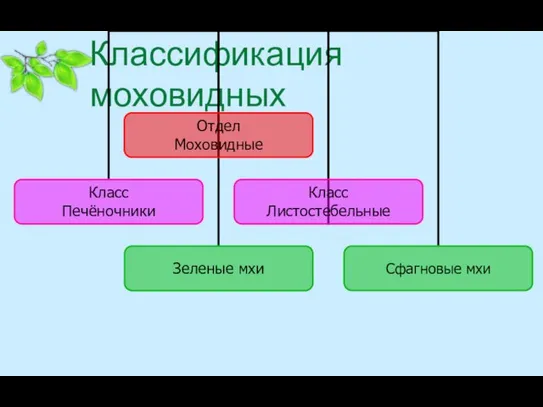 Классификация моховидных