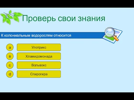 Проверь свои знания К колониальным водорослям относится а в с d Улотрикс Хламидомонада Вольвокс Спирогира