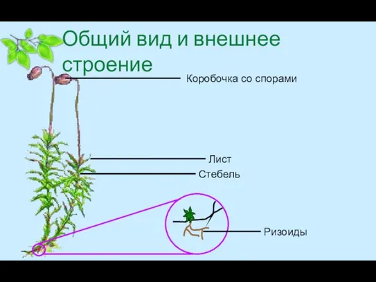 Общий вид и внешнее строение Коробочка со спорами Лист Стебель Ризоиды