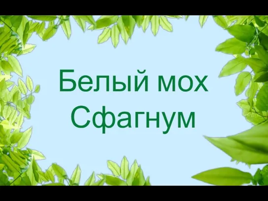 Белый мох Сфагнум