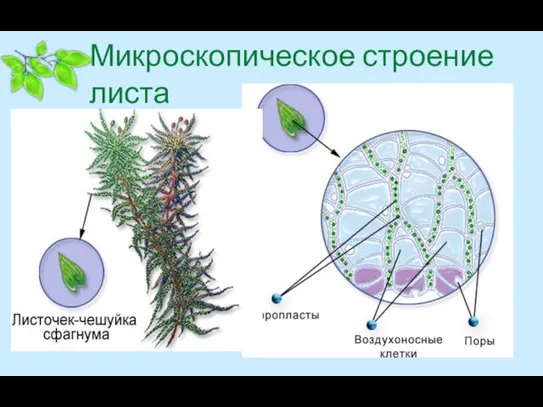 Микроскопическое строение листа