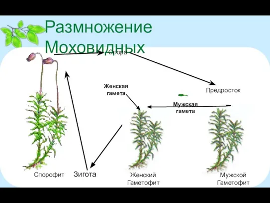 Размножение Моховидных Спора Предросток Зигота Мужской Гаметофит Женский Гаметофит Мужская гамета Женская гамета