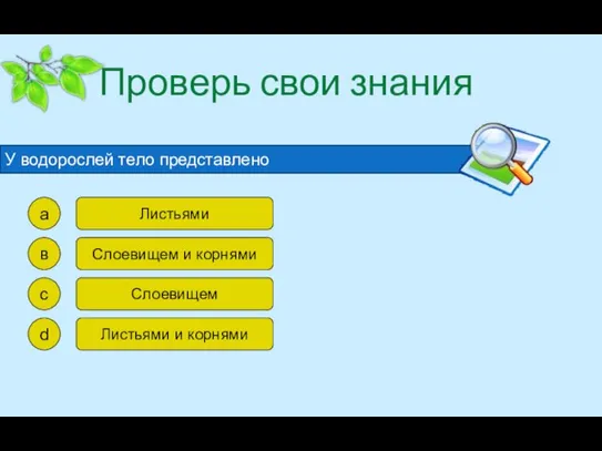 Проверь свои знания У водорослей тело представлено а в с d Листьями