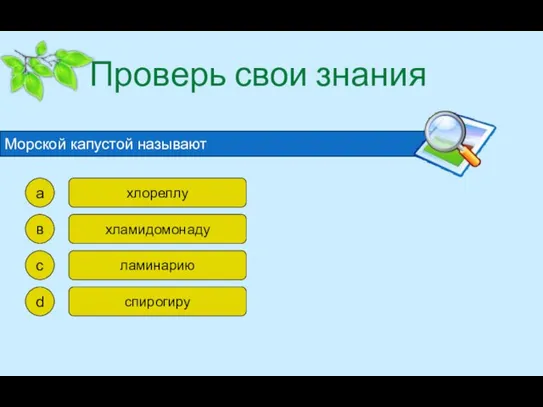 Проверь свои знания Морской капустой называют а в с d хлореллу хламидомонаду ламинарию спирогиру