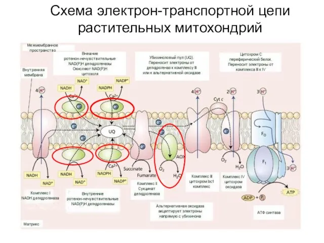 Схема электрон-транспортной цепи растительных митохондрий