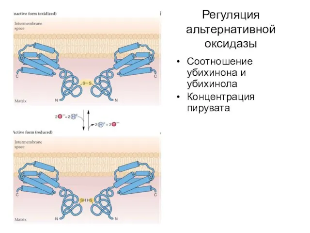 Регуляция альтернативной оксидазы Соотношение убихинона и убихинола Концентрация пирувата