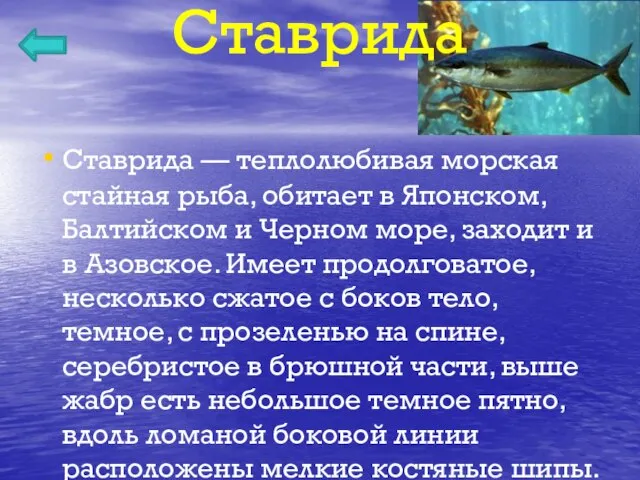 Ставрида Ставрида — теплолюбивая морская стайная рыба, обитает в Японском, Балтийском и