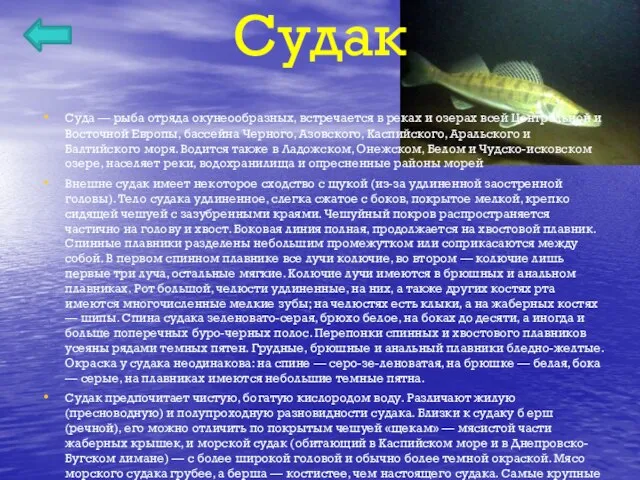 Судак Суда — рыба отряда окунеообразных, встречается в реках и озерах всей