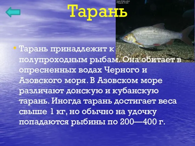 Тарань Тарань принадлежит к полупроходным рыбам. Она обитает в опресненных водах Черного