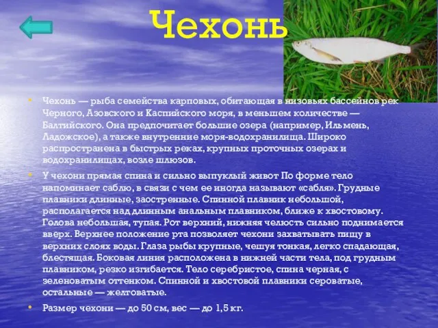 Чехонь Чехонь — рыба семейства карповых, обитающая в низовьях бассейнов рек Черного,
