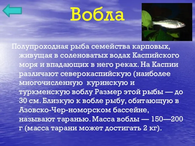 Вобла Полупроходная рыба семейства карповых, живущая в соленоватых водах Каспийского моря и