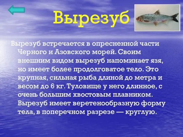 Вырезуб Вырезуб встречается в опресненной части Черного и Азовского морей. Своим внешним