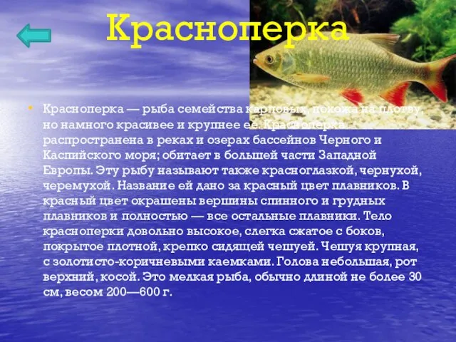 Красноперка Красноперка — рыба семейства карповых, похожа на плотву, но намного красивее