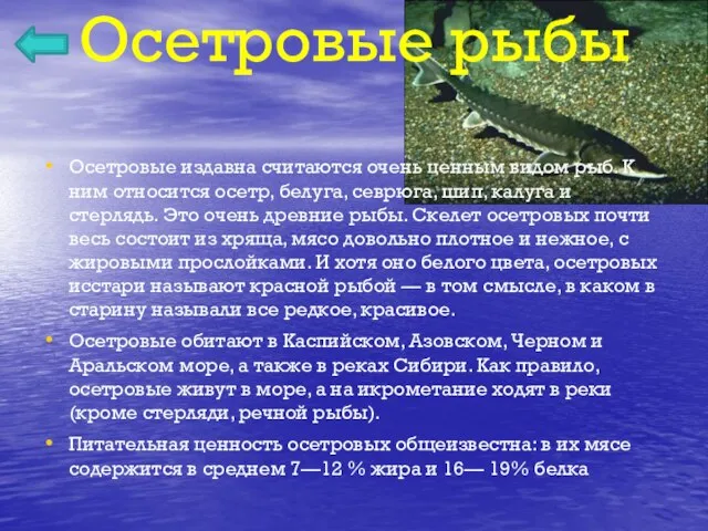 Осетровые рыбы Осетровые издавна считаются очень ценным видом рыб. К ним относится