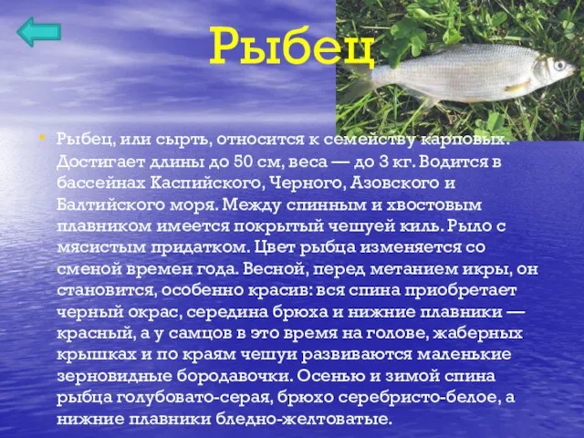 Рыбец Рыбец, или сырть, относится к семейству карповых. Достигает длины до 50