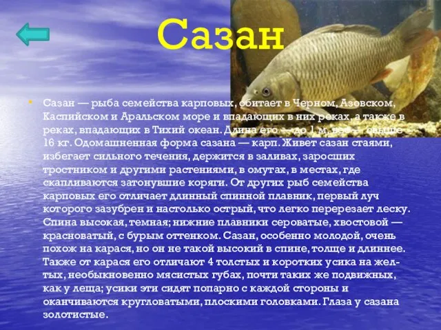 Сазан Сазан — рыба семейства карповых, обитает в Черном, Азовском, Каспийском и